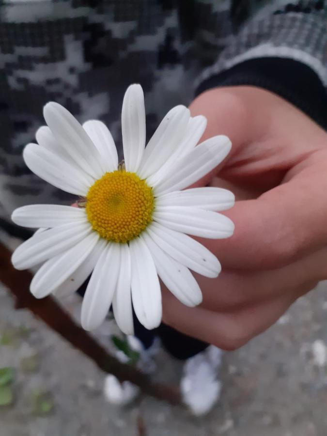 Appartamento Signorile Con Giardino Aosta Luaran gambar