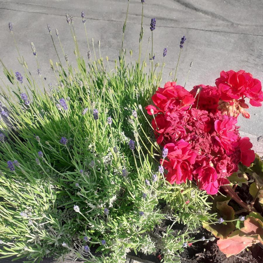 Appartamento Signorile Con Giardino Aosta Luaran gambar